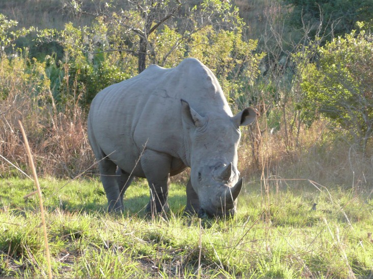 P1000266